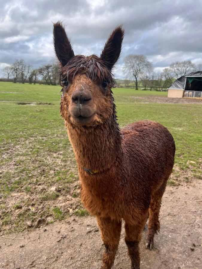 Rustic Retreats Jacks Cottage With Hot Tub & Alpaca Walking Experiences Matlock  Eksteriør billede